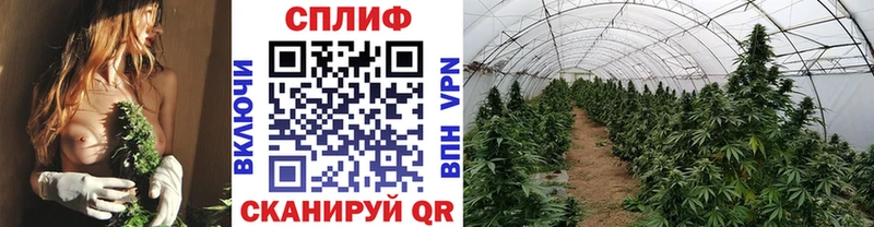 Конопля AK-47  что такое   Яхрома 